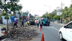 Pohon Tua di Kota Batu Ditebangi, Perintah Siapa?