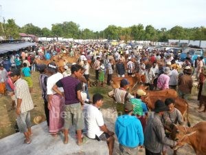 Sumenep Populasi Sapi Terbesar di Jatim, Larang Sapi Luar Masuk