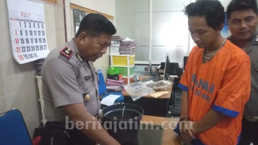 Warga Bringinbendo Sidoarjo Tanam Ganja di Rumahnya