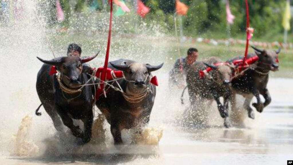 Serunya Balap Kerbau Ala Petani Thailand