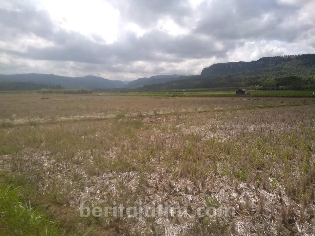 Kekeringan di Malang, Ratusan Hektar Tanaman Padi Terancam Gagal Panen