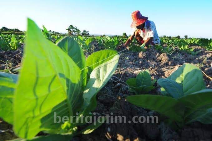 Ini Saran Penting Bagi Para Petani Tembakau