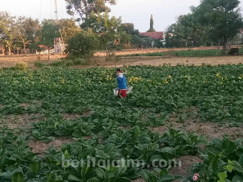 Kekurangan Air, Tanaman Tembakau Warga Sampang Menciut
