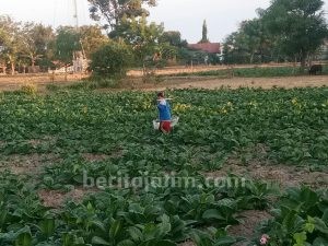 Kekurangan Air, Tanaman Tembakau Warga Sampang Menciut