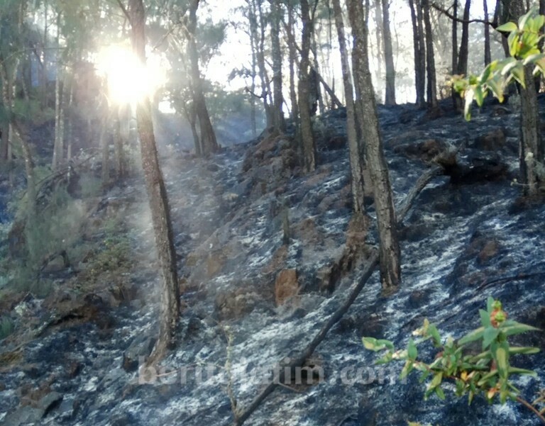 Gunung Arjuna Kembali Terbakar, Luas Area Terdampak 40 Hektare