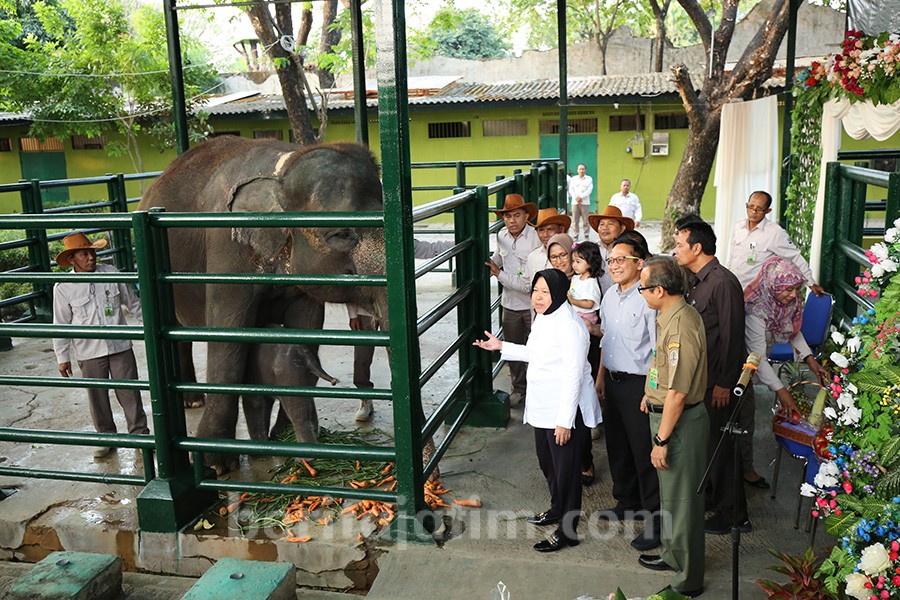 Ini Dia Dumbo, Gajah yang Dapat Nama dari Wali Kota Risma