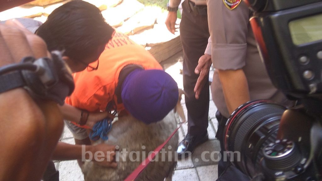 Jelang Idul Adha, Pelaku Pencurian Kambing Diringkus