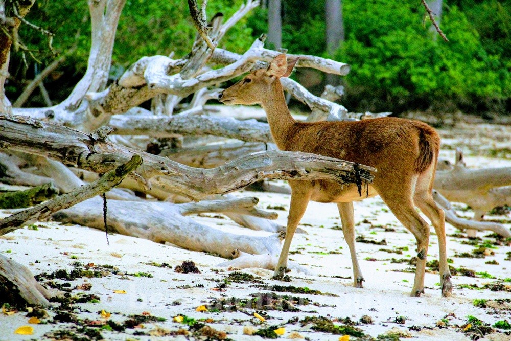 Banyuwangi Kejar Status Geopark