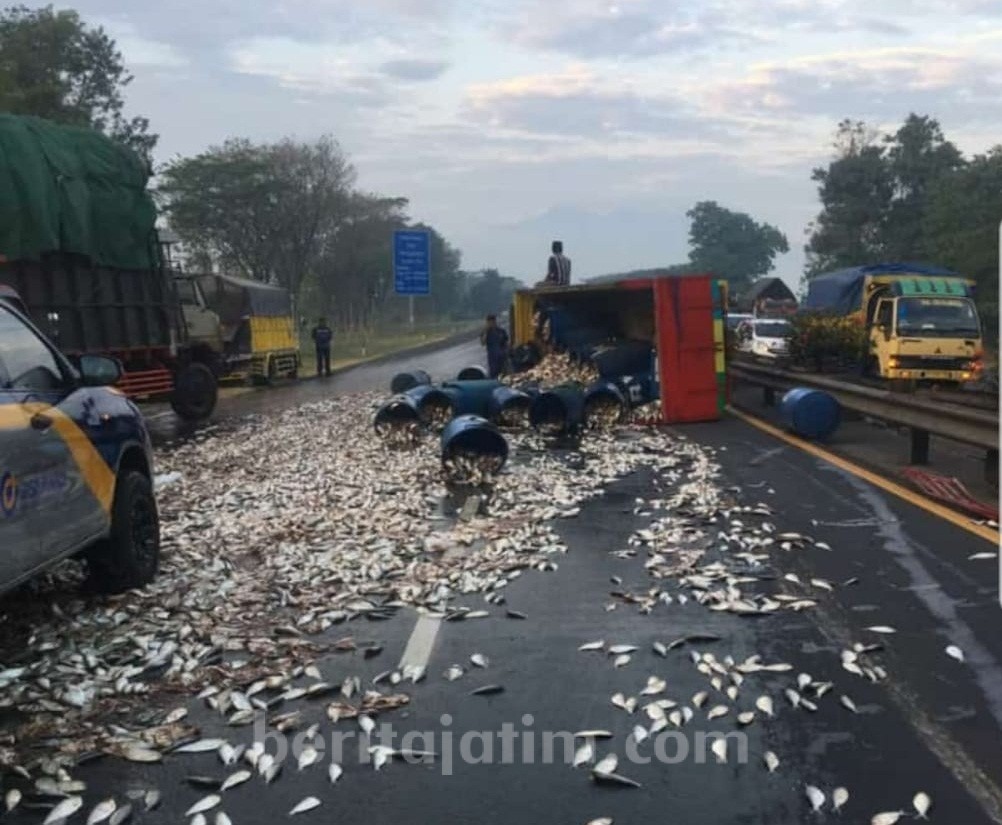 Truk Terguling di Tol Sidoarjo-Porong, Ikan Berloncatan