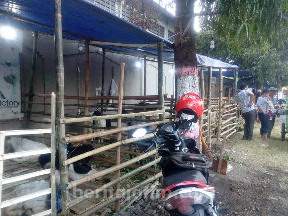 Harga Kambing Naik, Pedagang Hewan Qurban Was Was