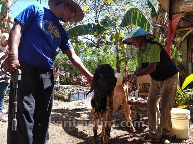 Ada Salon Kambing di Ponorogo, Pelanggannya Banyak