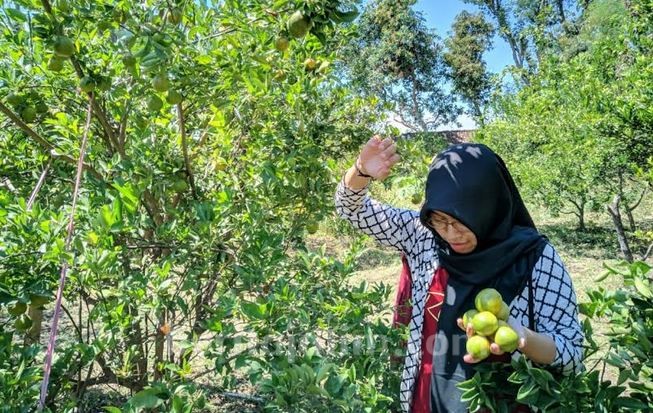 Wisata Petik Jeruk, Alternatif Atasi Harga Anjlok