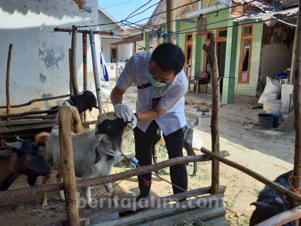 Dinas Peternakan Sumenep Cek Kesehatan Hewan Kurban