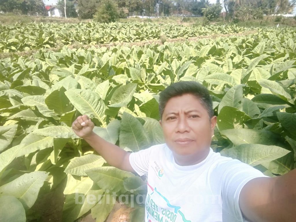 Profil Petani Jember: Jumlah Besar, Usia Makin Tua