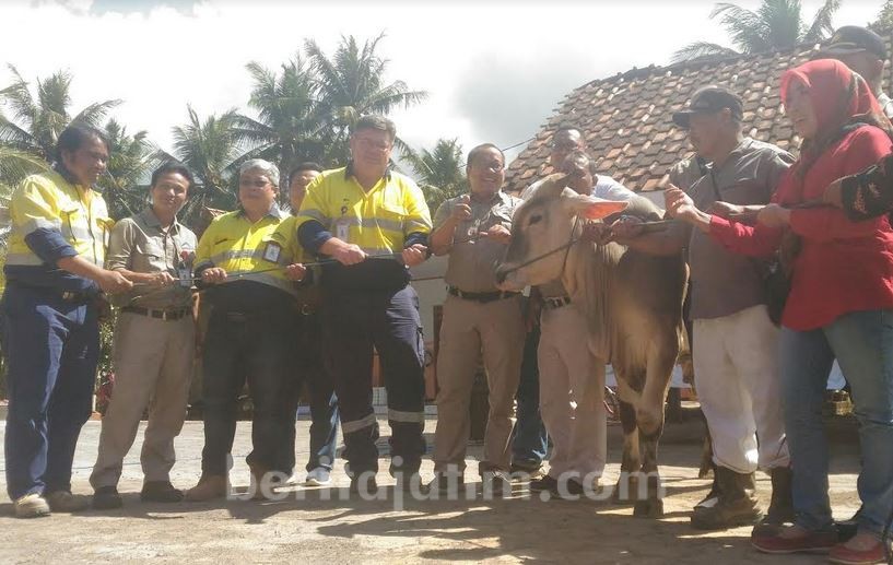 Bumi Suksesindo Banyuwangi Kurban 68 Hewan