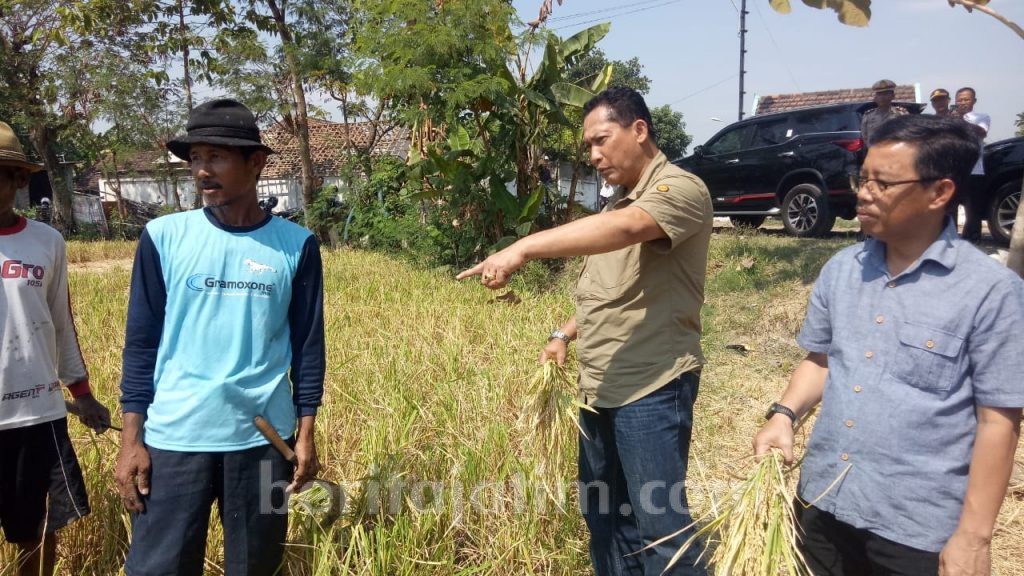 Kemarau Panjang, Perum Bulog Pastikan Stok Beras Aman