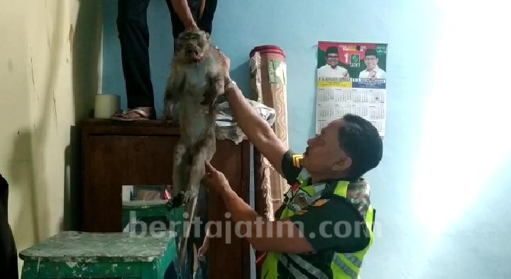 Rusak Plafon Rumah Warga di Mojokerto, Monyet Liar Jenis Ekor Panjang Ditembak