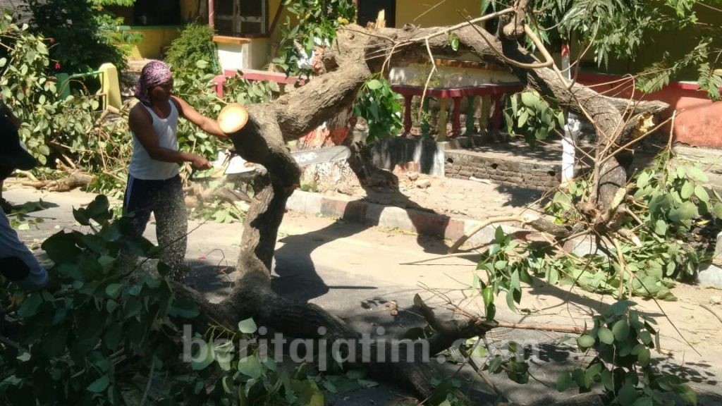 Rawan Tumbang, DLH Kota Mojokerto Klasifikasi Pohon