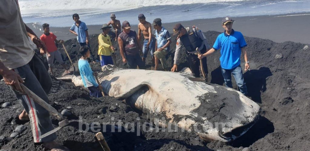 Bangkai Ikan Paus Tutul Lumajang kini Dikubur