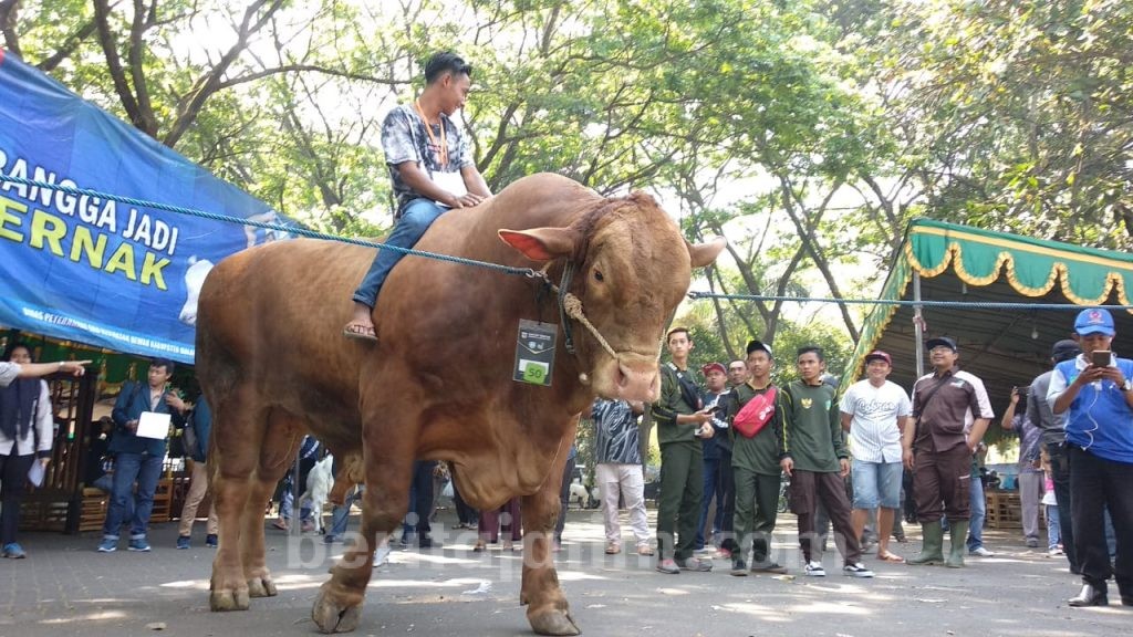 Wow..Sapi Milik Warga Asal Kabupaten Malang Dihargai Rp 160 Juta
