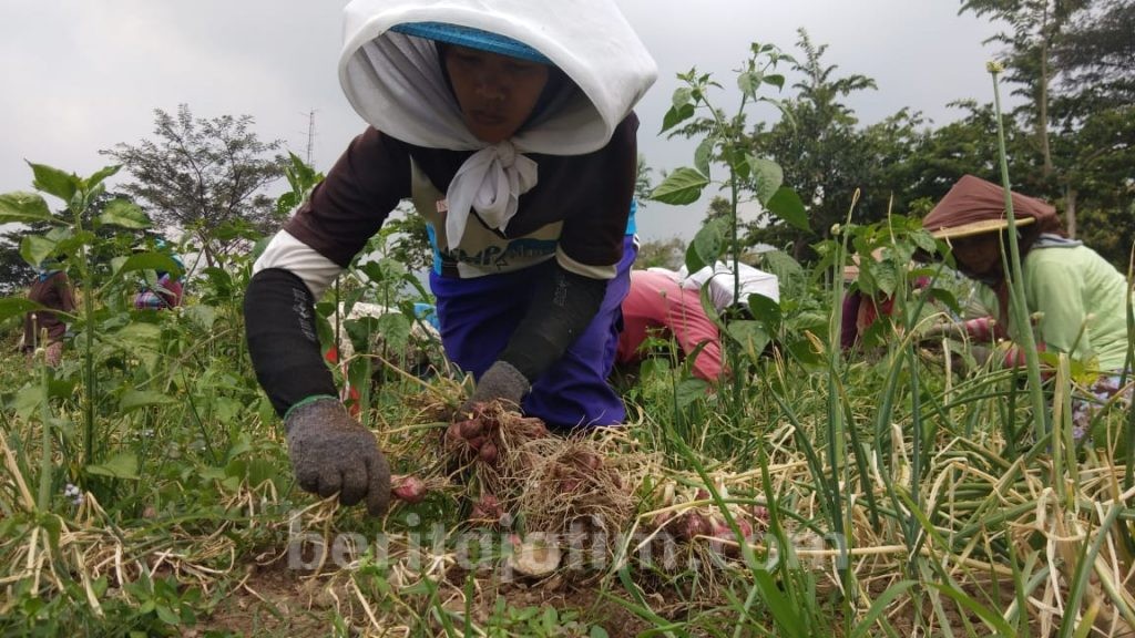 Harga Bawang Merah Anjlok, Petani Mojokerto Sambat
