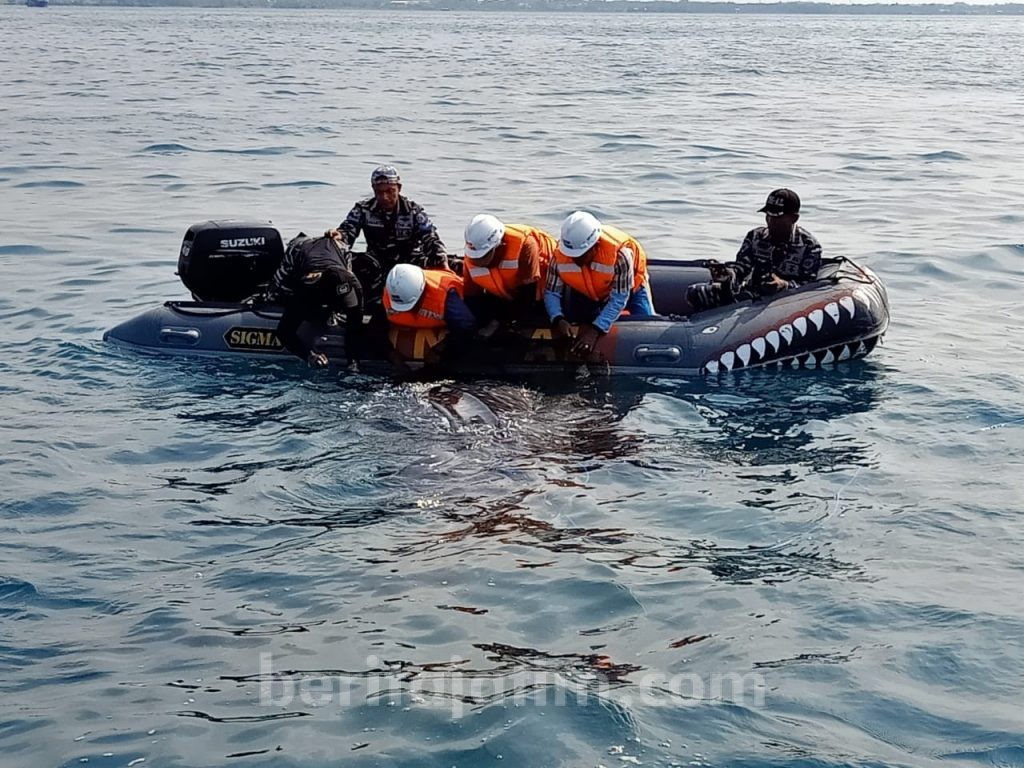 Cerita Dibalik Aksi Heroik Penyelamatan Paus “Paitonah” di PLTU Paiton