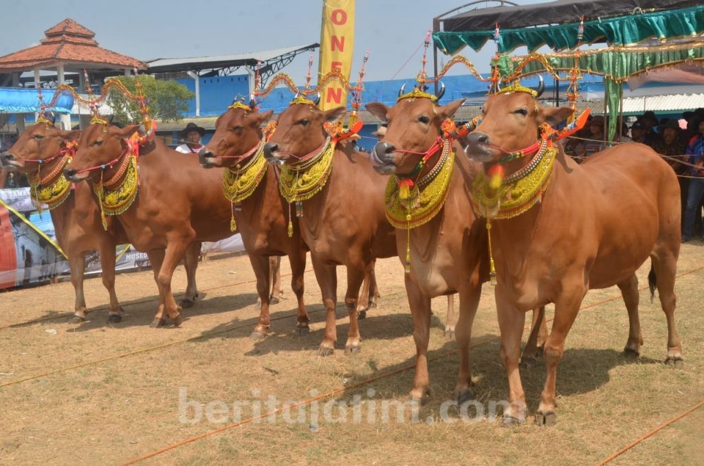 Kontes Sapi Sonok Sumenep: Harga Seekor Sapi Capai Rp 100 Juta