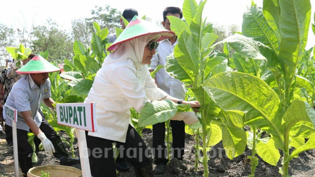 Bupati Bojonegoro Harapkan Petani Tembakau Lebih Produktif