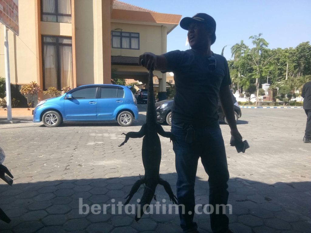 Gedung DPRD Sampang Disatroni Biawak