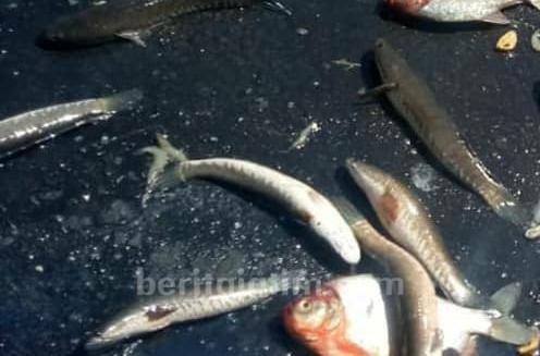 Pecah Ban, Pikep Terguling di Tol Perak, Ikan Berserakan