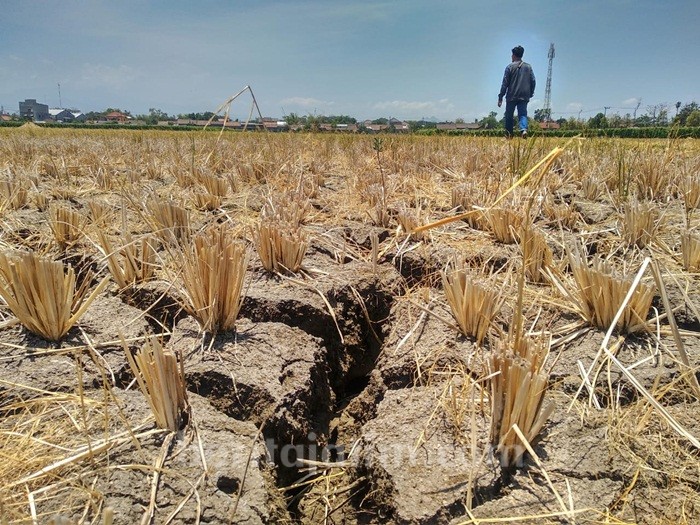 Kecamatan Trawas Masuk Peta Daerah Krisis Air Bersih di Kabupaten Mojokerto Kekeringan