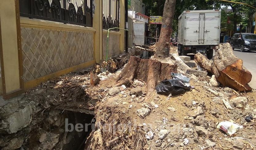 Demi Trotoar, 340 Pohon Penghijauan Terancam Ditebang