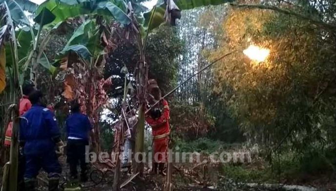 Tawon Ndas Tewaskan Warga Tuban, Tim BPBD Tuban Musnahkan 2 Sarang