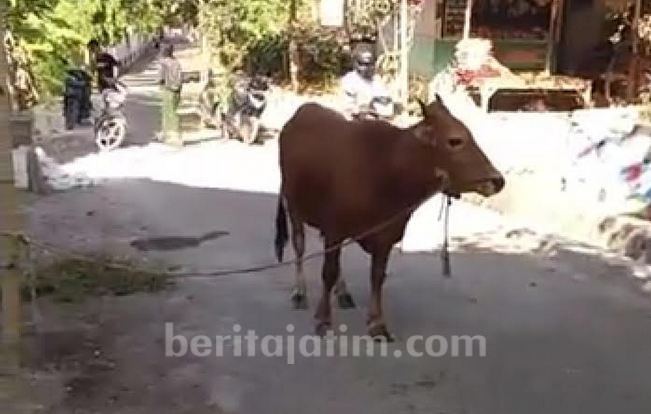 Maling Sapi Kesiangan Gegerkan Warga Sampang