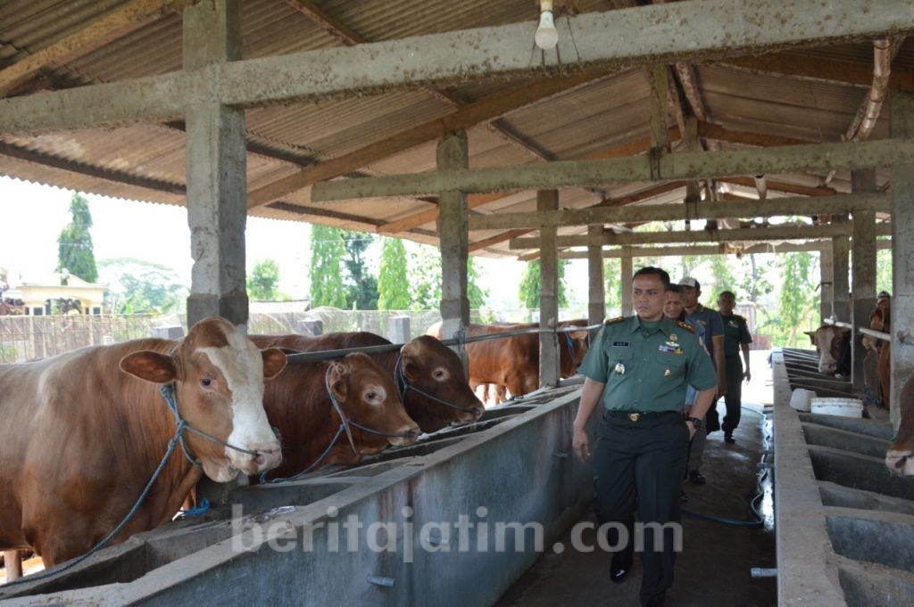 Kodim Ponorogo Gelar Penyuluhan Penggemukan Ternak Sapi