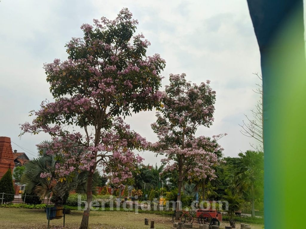 Bunga Tabebuya Juga Bermekaran di Mojokerto
