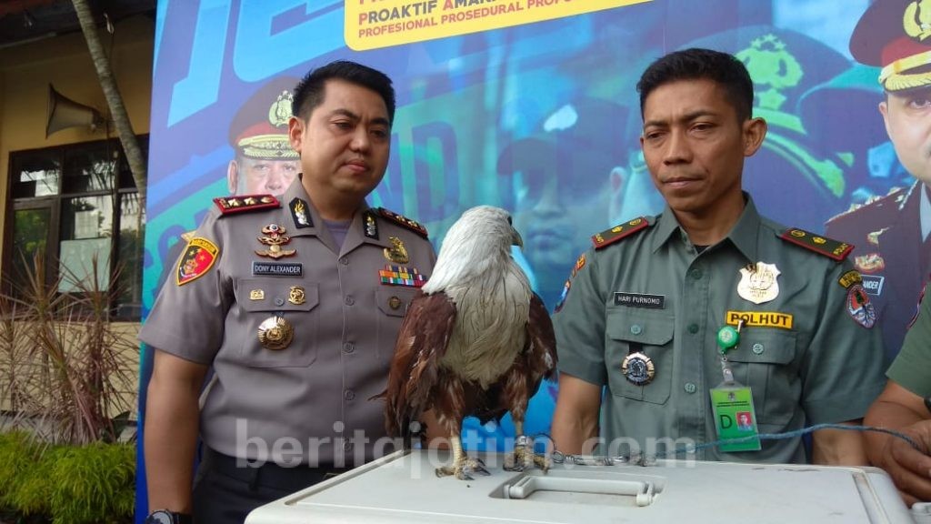 Tangkap Pencuri HP, Polisi Justru Temukan Elang Langka di Rumah Tersangka