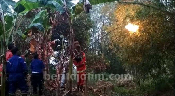 Khawatir Serang Guru dan Siswa, Sarang Tawon Ndas di Sekolah Dimusnahkan