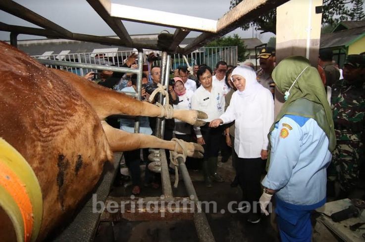 Jelang Nataru, Khofifah Jamin Stok Daging dan Telur di Jatim Aman