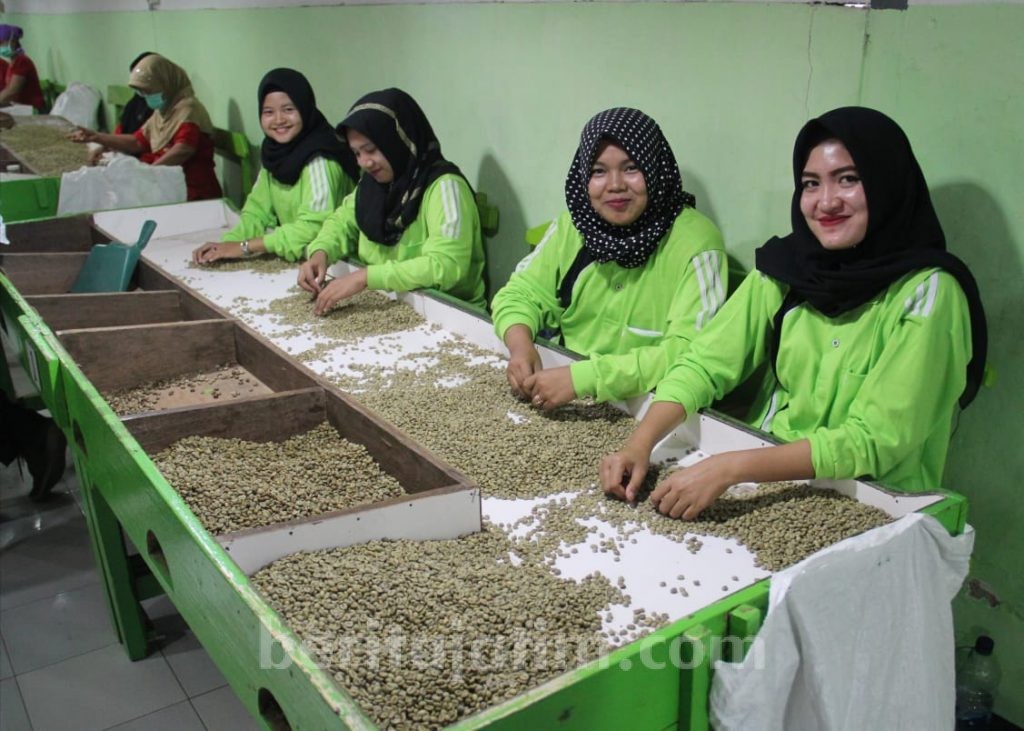 Italia dan Inggris Pesan Kopi dari Perkebunan Selogiri Banyuwangi