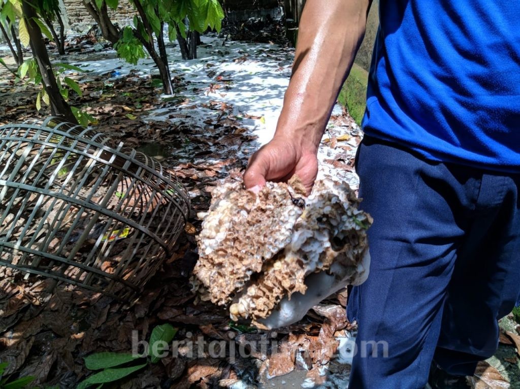 Resahkan Warga, Sarang Tawon Ndas Dimusnahkan