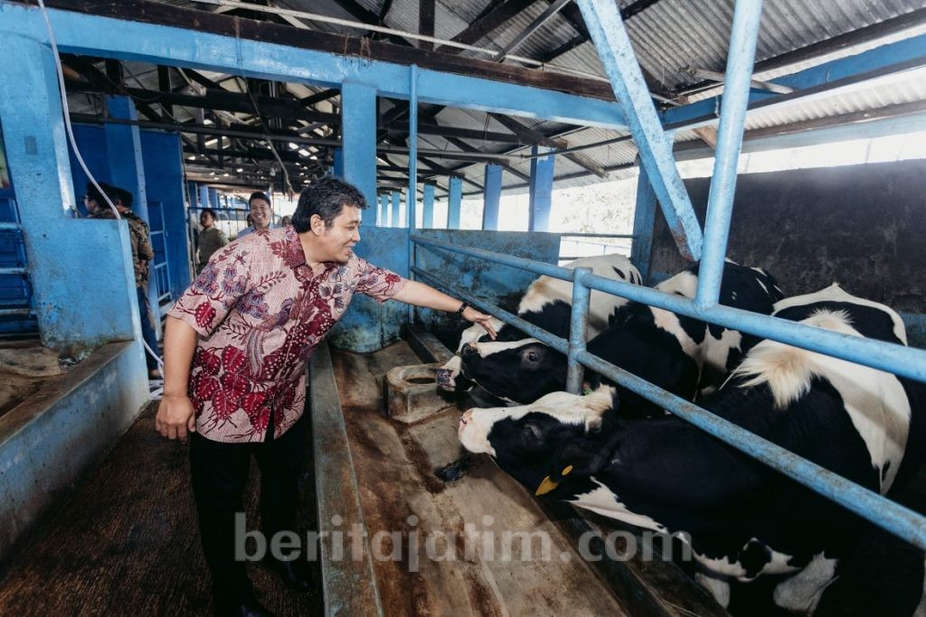 Pasokan Susu Kurang, Arla Indofood Kembangbiakan Sapi Perah
