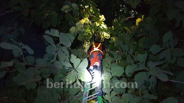 Selama 12 Jam, BPBD Tuban Evakuasi 8 Sarang Tawon Ndas
