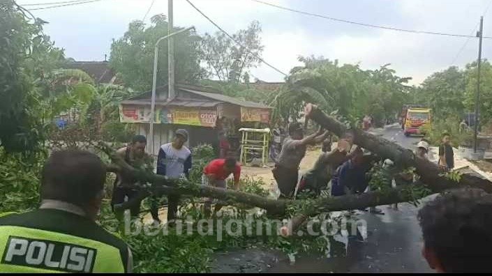 Diterjang Angin, Pohon Besar Tumbang di Tengah Jalan Raya