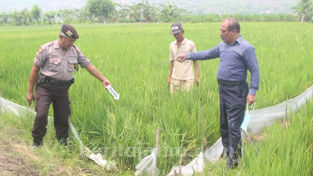 Petani Tuban Tewas Kesetrum Jebakan Tikus di Sawahnya Sendiri
