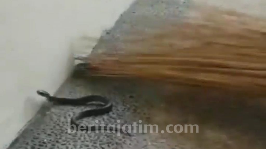 Ular Kobra Masuk Rumah Warga di Kota Mojokerto