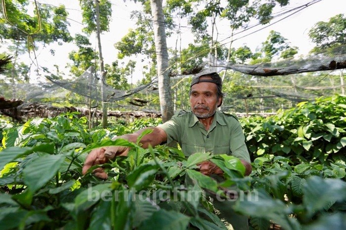 Banyuwangi Kembangkan Destinasi Wisata Kreatif Berbasis Kopi