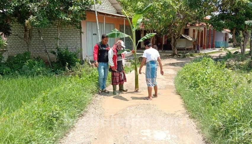 Kesal, Warga Sampang Tanam Pohon Pisang di Jalan