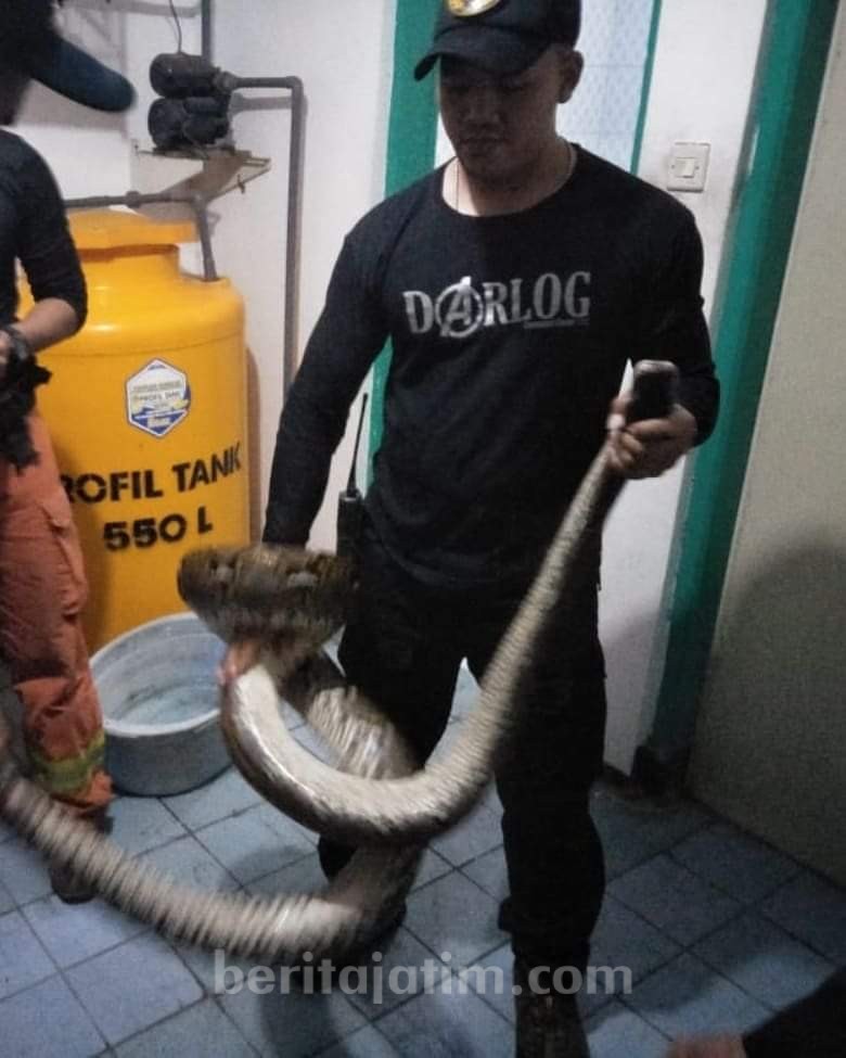 Ular Piton Sebesar Betis Orang Dewasa dan Panjang 4 Meter Gegerkan Warga Surabaya