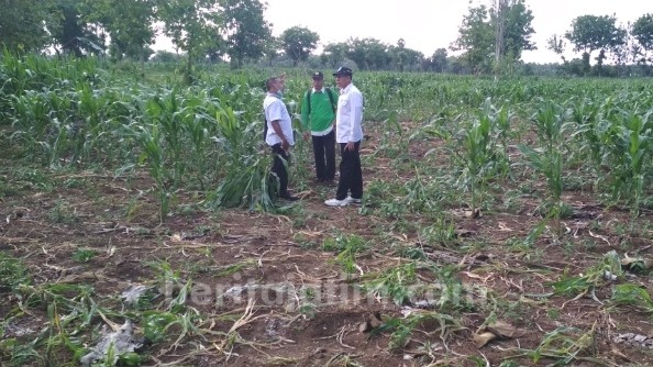 Hama Tikus Teror Petani Tuban, Ini Langkah Pemprov Jatim